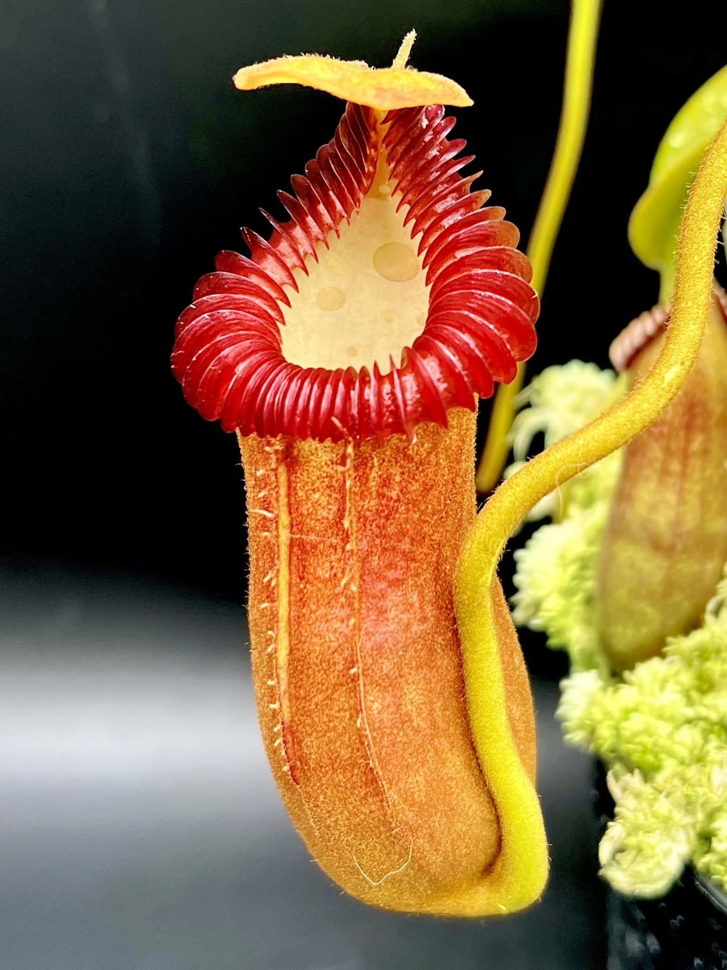Nepenthes edwardsiana x villosa (Fx) (=Nepenthes x Harryana - Fx) (Borneo) 大森食虫植物農園