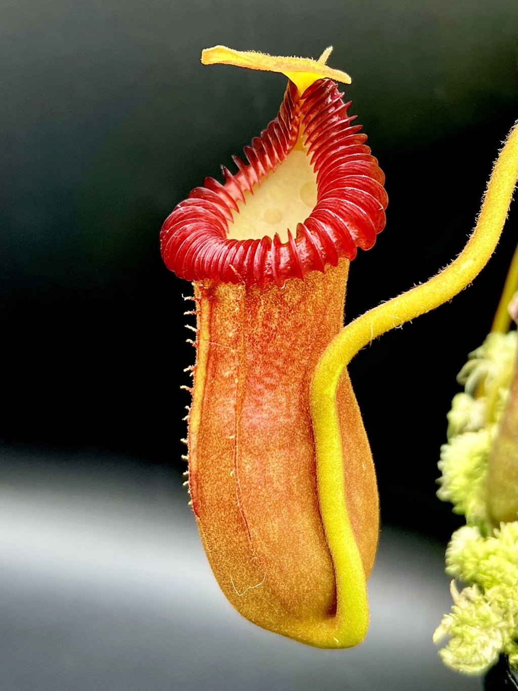 Nepenthes edwardsiana x villosa (Fx) (=Nepenthes x Harryana - Fx) (Borneo) 大森食虫植物農園