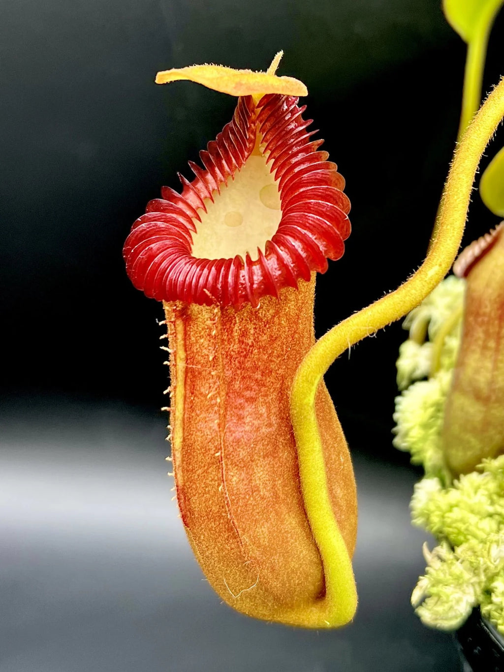 Nepenthes edwardsiana x villosa (Fx) (=Nepenthes x Harryana - Fx) (Borneo) 大森食虫植物農園