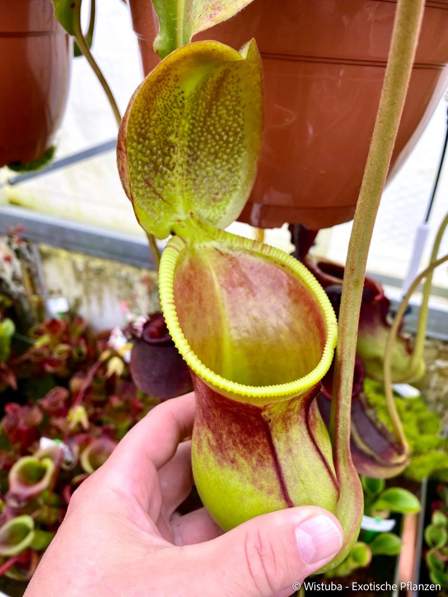Nepenthes ephippiata (Gunung Raya, Borneo) 大森食虫植物農園