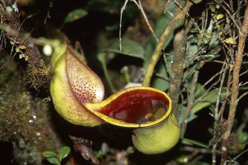 Nepenthes ephippiata (Gunung Raya, Borneo) 大森食虫植物農園