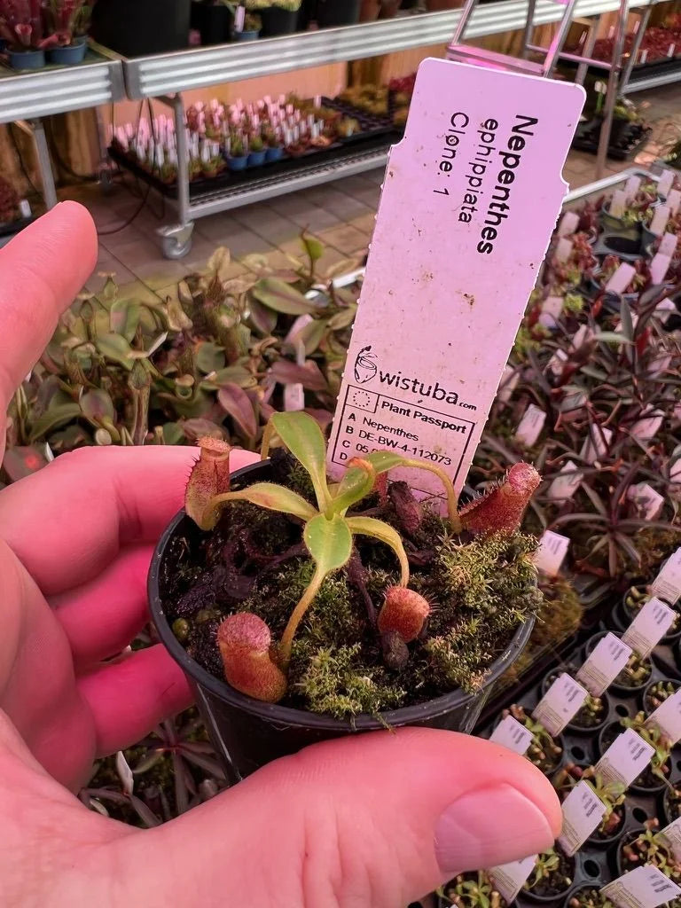 Nepenthes ephippiata (Gunung Raya, Borneo) 大森食虫植物農園