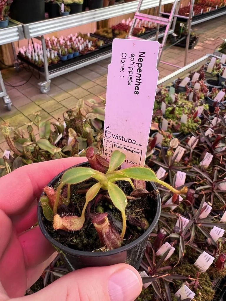 Nepenthes ephippiata (Gunung Raya, Borneo) 大森食虫植物農園