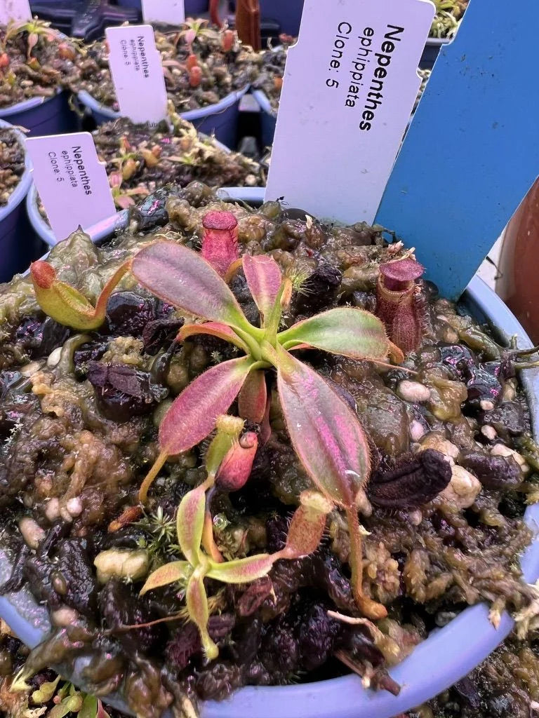 Nepenthes ephippiata (Gunung Raya, Borneo) 大森食虫植物農園