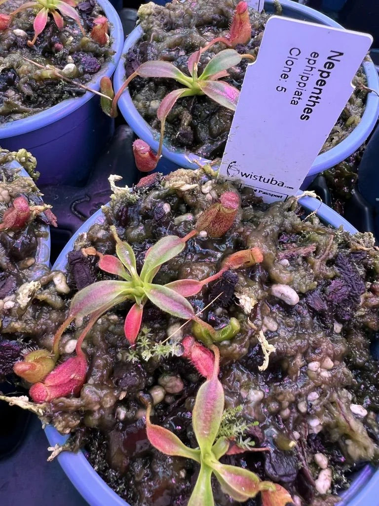 Nepenthes ephippiata (Gunung Raya, Borneo) 大森食虫植物農園