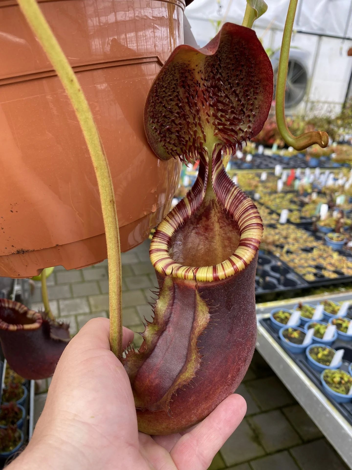 Nepenthes ephippiata (Gunung Raya, Borneo) 大森食虫植物農園