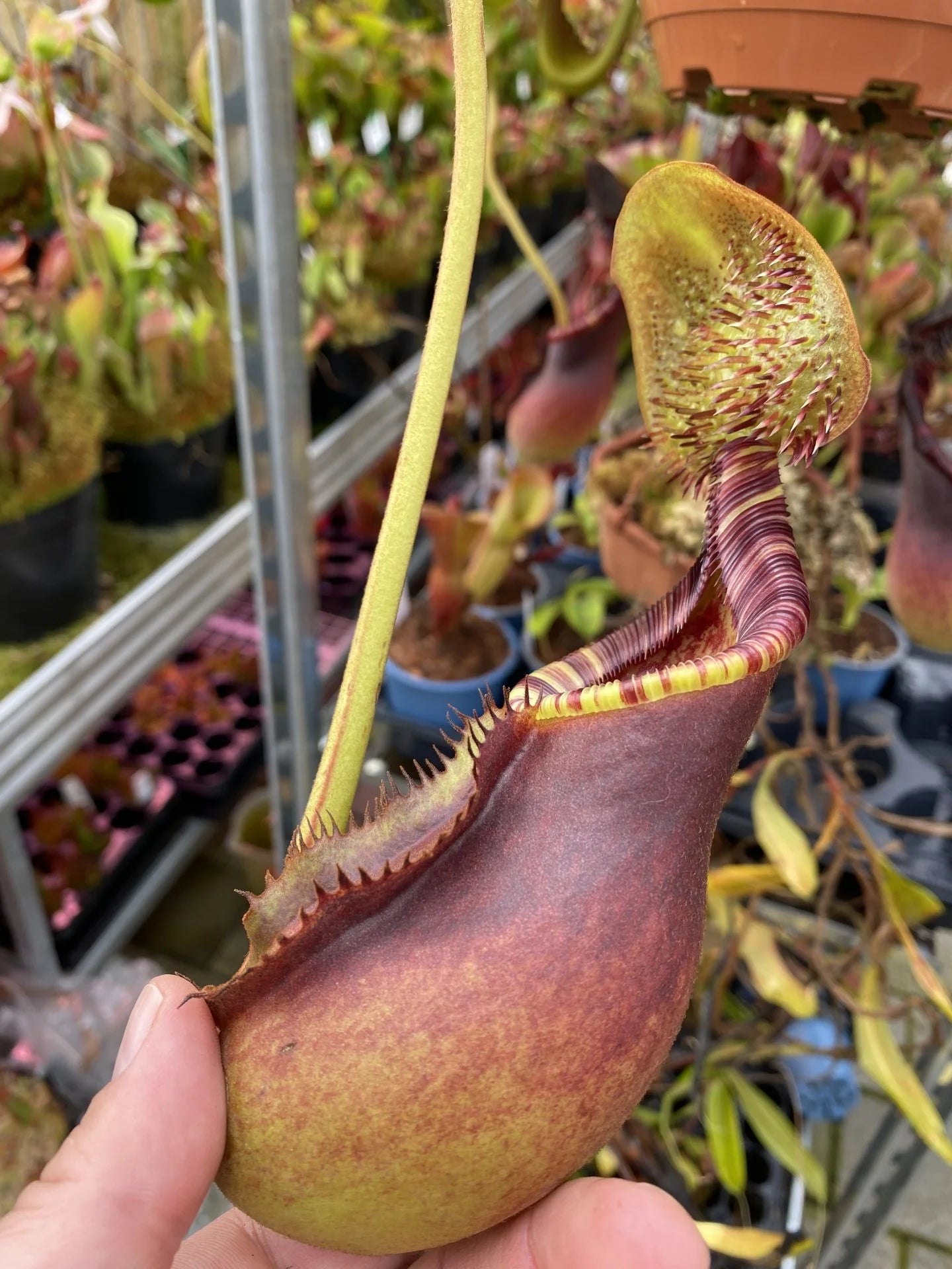 Nepenthes ephippiata (Gunung Raya, Borneo) 大森食虫植物農園