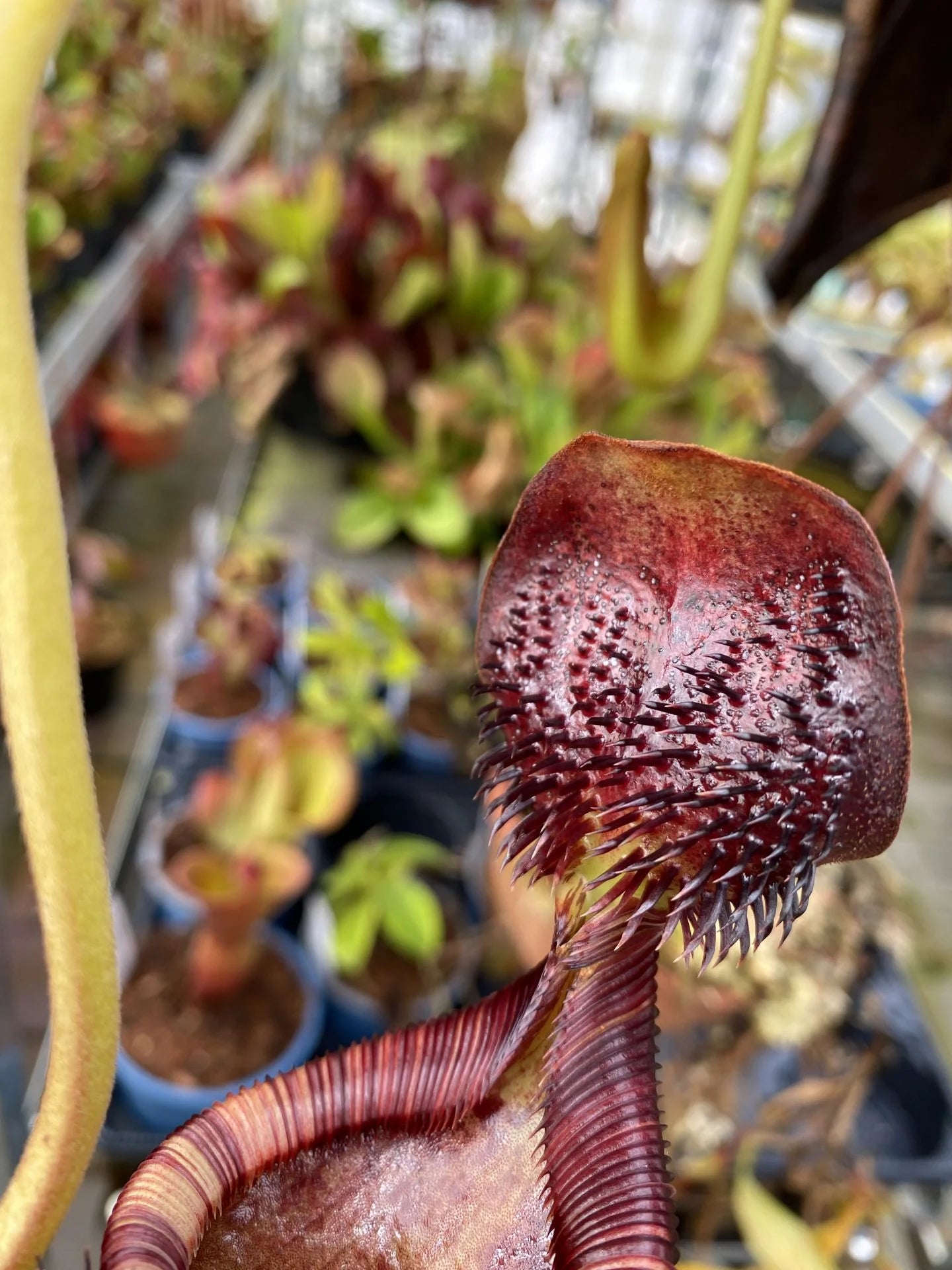 Nepenthes ephippiata (Gunung Raya, Borneo) 大森食虫植物農園