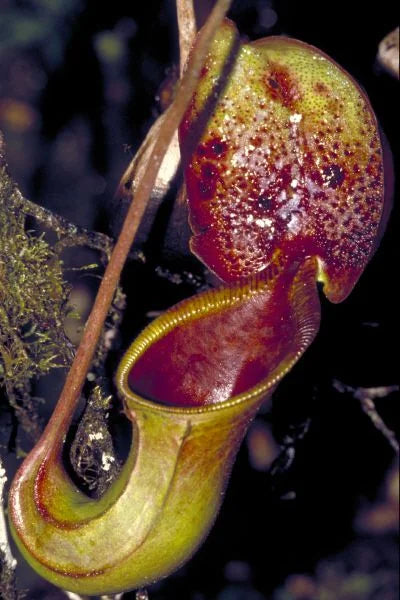 Nepenthes ephippiata (Gunung Raya, Borneo) 大森食虫植物農園