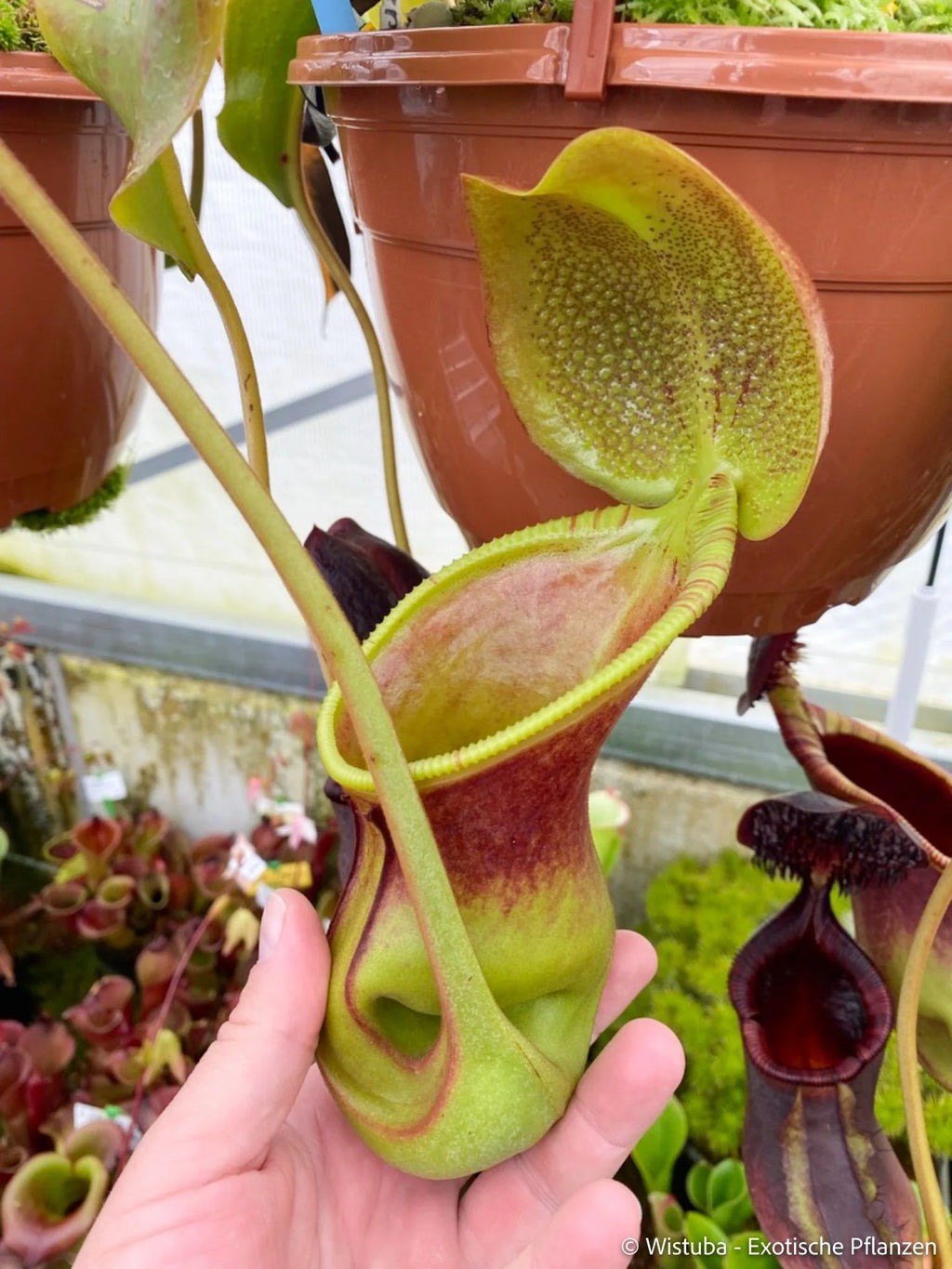 Nepenthes ephippiata (Gunung Raya, Borneo) 大森食虫植物農園