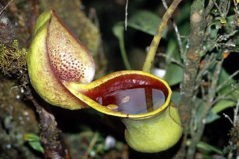 Nepenthes ephippiata (Gunung Raya, Borneo) 大森食虫植物農園