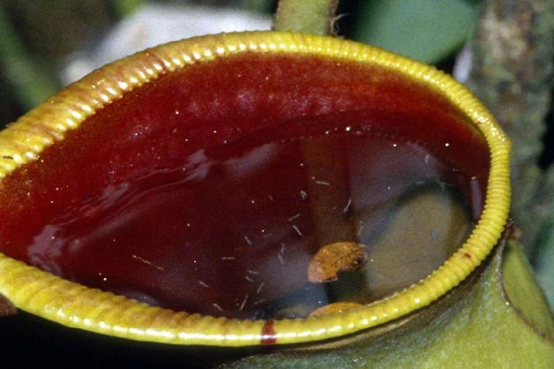 Nepenthes ephippiata (Gunung Raya, Borneo) 大森食虫植物農園
