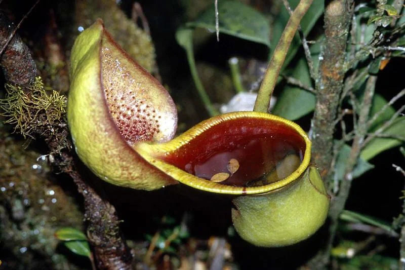 Nepenthes ephippiata (Gunung Raya, Borneo) 大森食虫植物農園