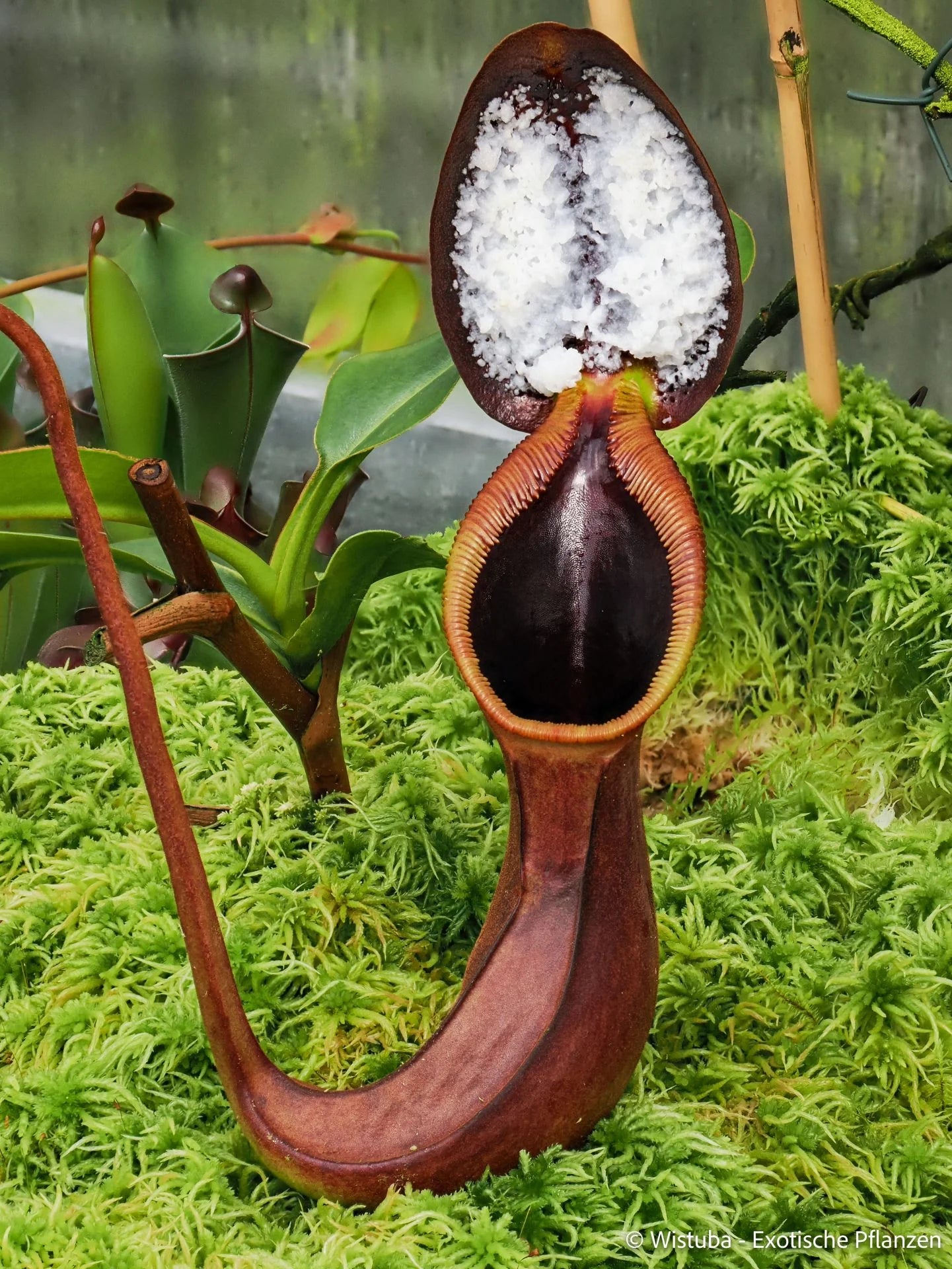 Nepenthes ephippiata (Hose Mountains, Borneo) 大森食虫植物農園
