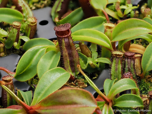 Nepenthes ephippiata (Hose Mountains, Borneo) 大森食虫植物農園