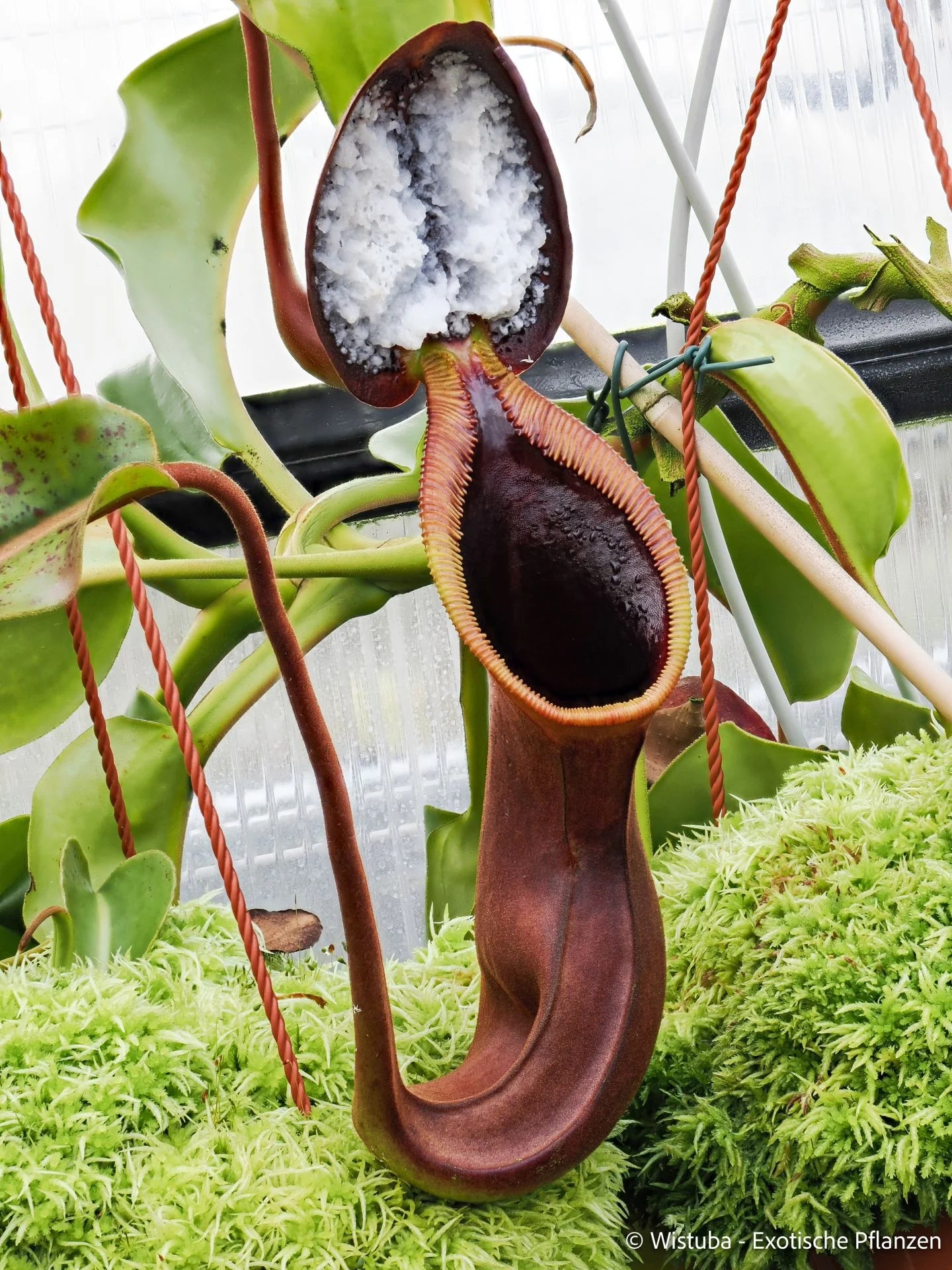 Nepenthes ephippiata (Hose Mountains, Borneo) 大森食虫植物農園