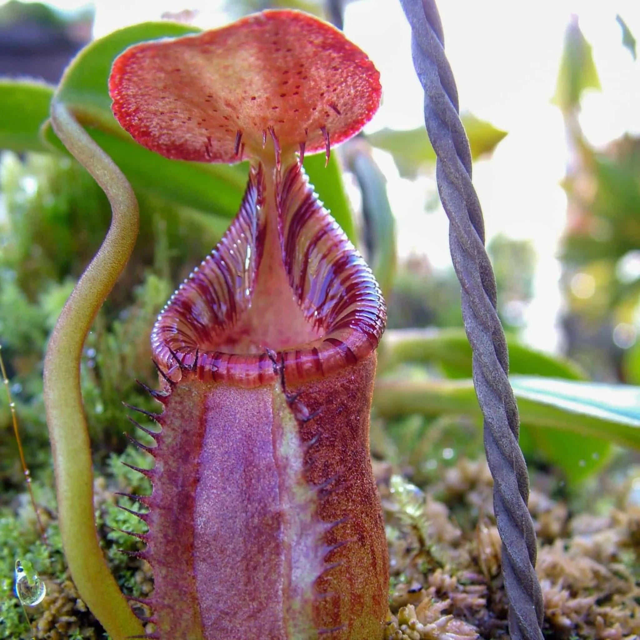Nepenthes ephippiata, Hose Mt. 10 cm 大森食虫植物農園