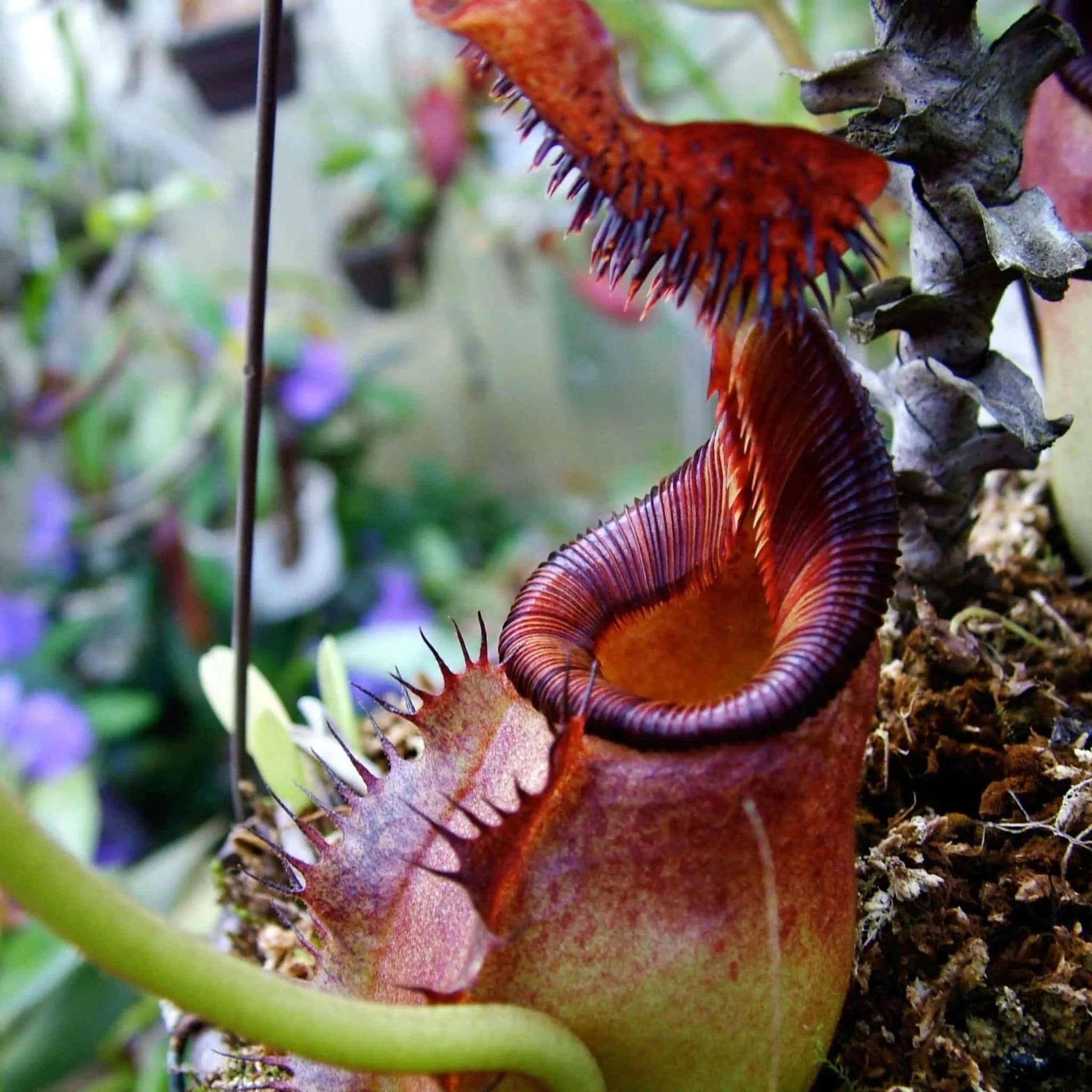 Nepenthes ephippiata, Hose Mt. 10 cm 大森食虫植物農園