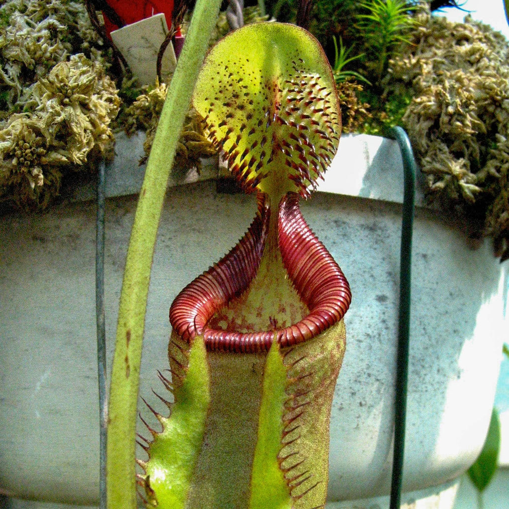 Nepenthes ephippiata, Hose Mt. 10 cm 大森食虫植物農園