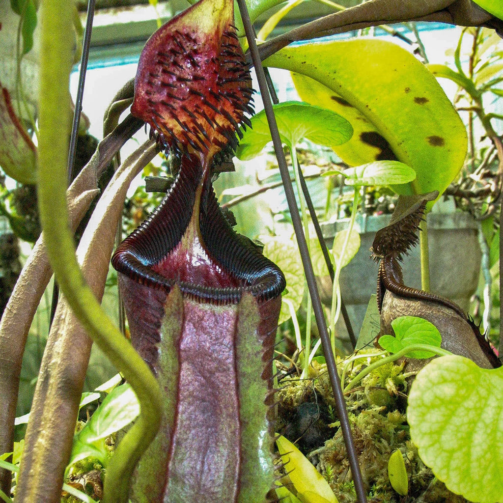 Nepenthes ephippiata, Hose Mt. 10 cm 大森食虫植物農園