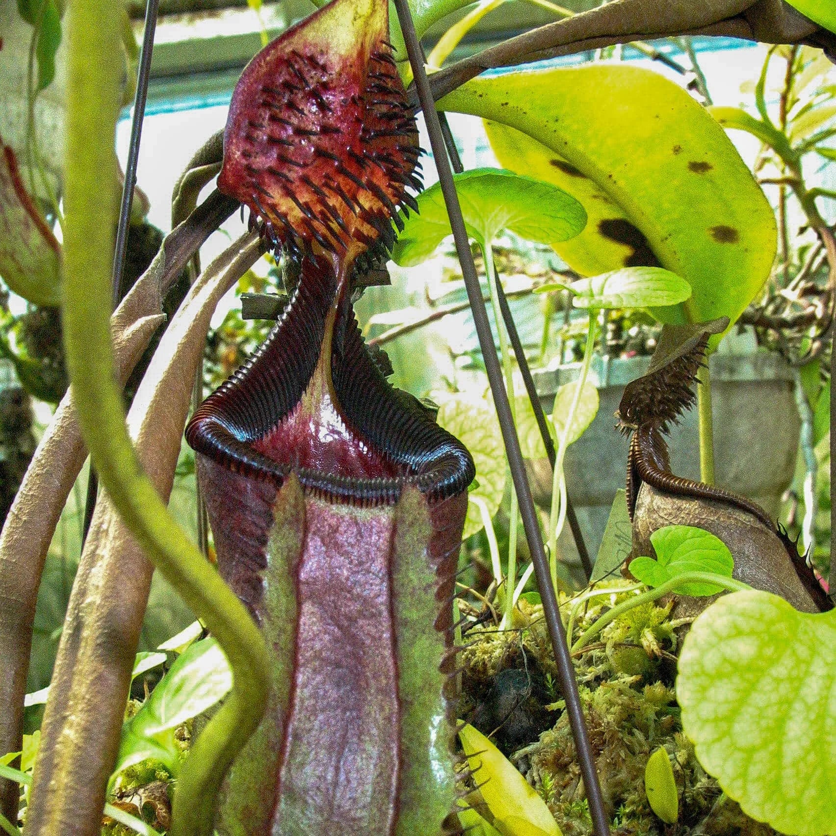 Nepenthes ephippiata, Hose Mt. 10 cm 大森食虫植物農園