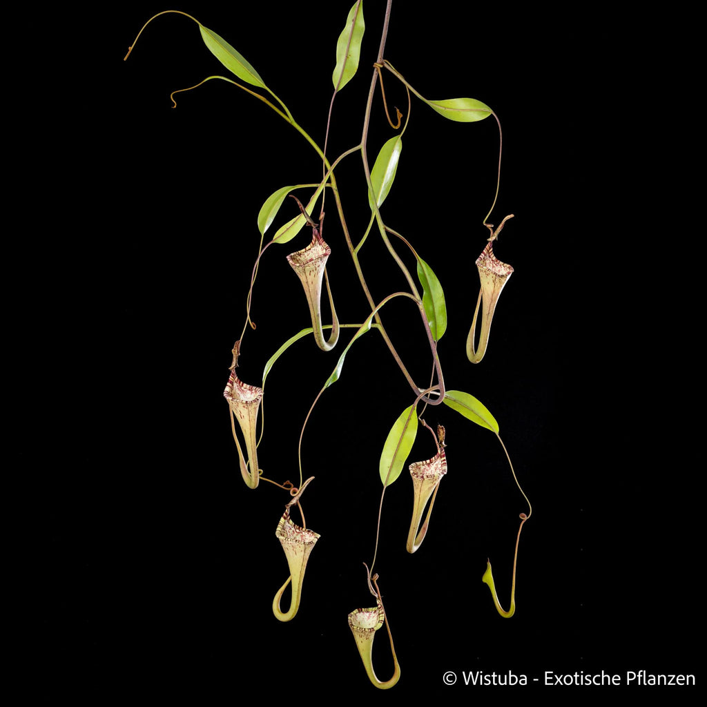 Nepenthes epiphytica 大森食虫植物農園