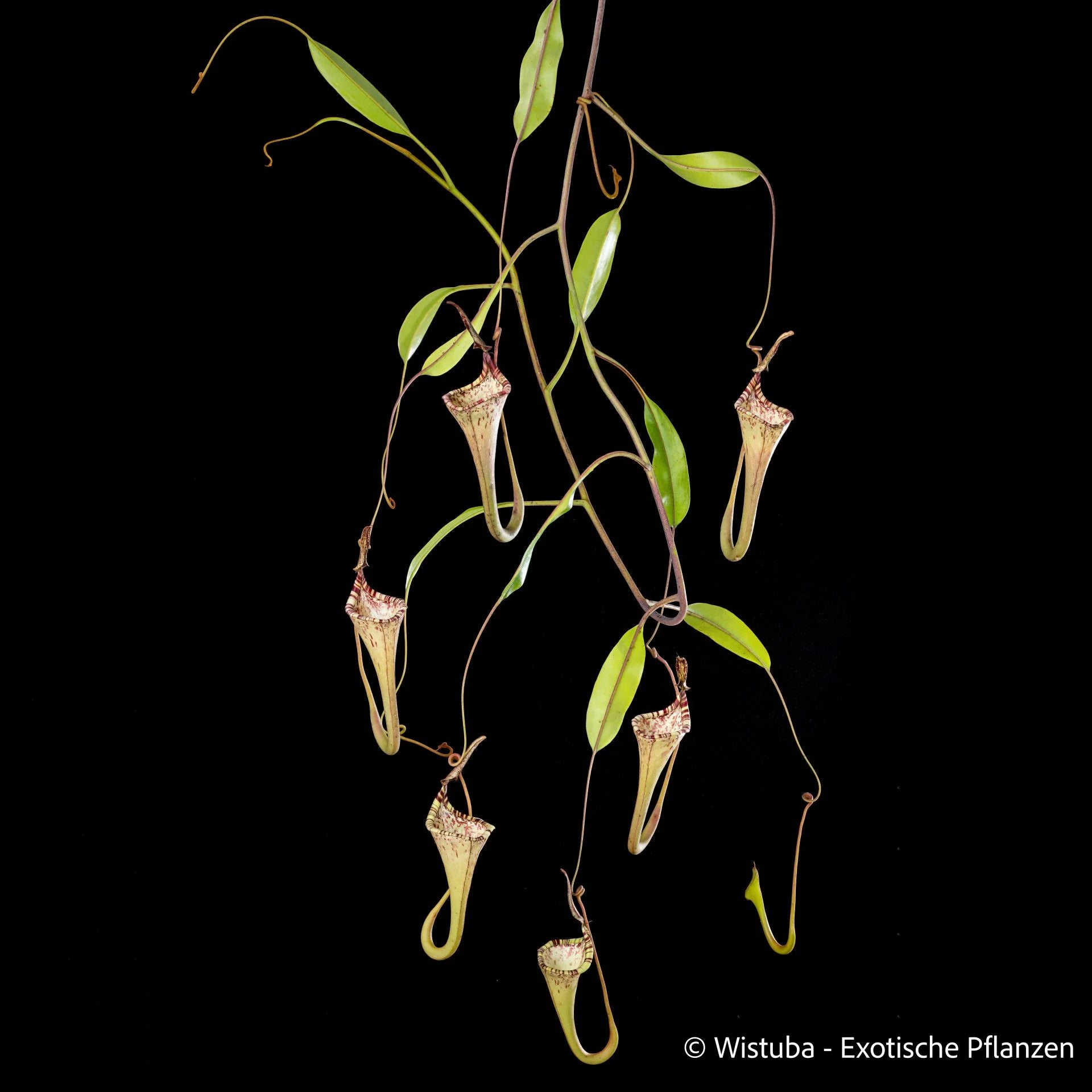 Nepenthes epiphytica 大森食虫植物農園