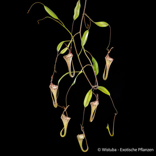 Nepenthes epiphytica 大森食虫植物農園