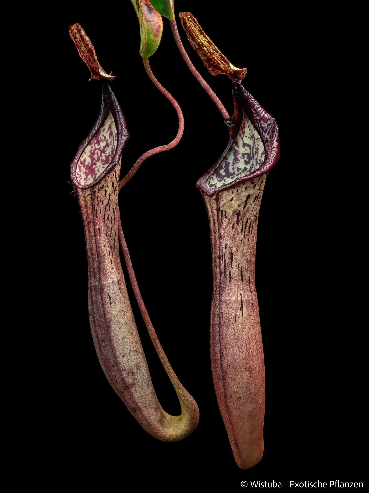 Nepenthes epiphytica 大森食虫植物農園
