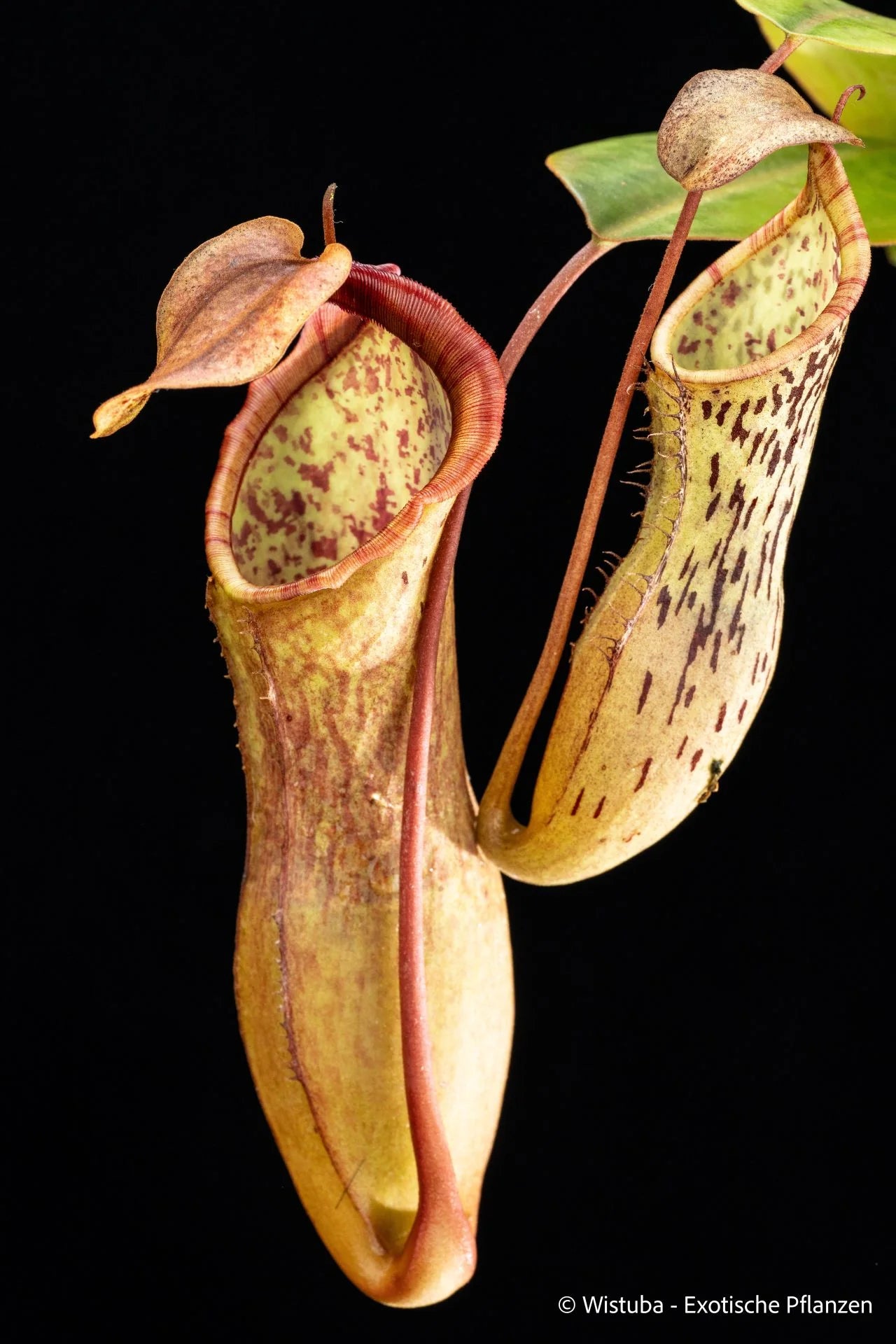 Nepenthes epiphytica x (campanulata x spectabilis) 大森食虫植物農園