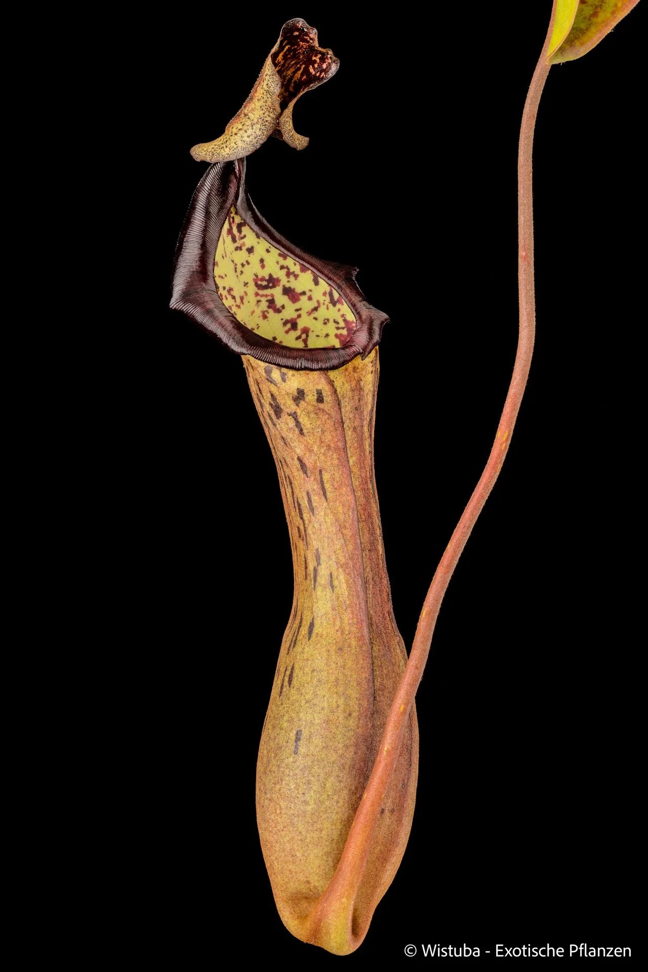 Nepenthes epiphytica x boschiana 大森食虫植物農園
