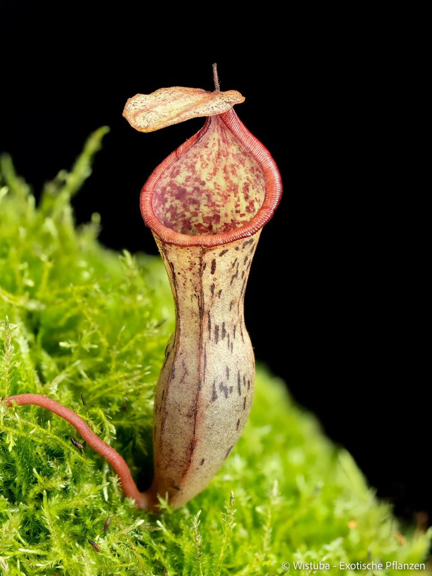 Nepenthes epiphytica x campanulata 大森食虫植物農園