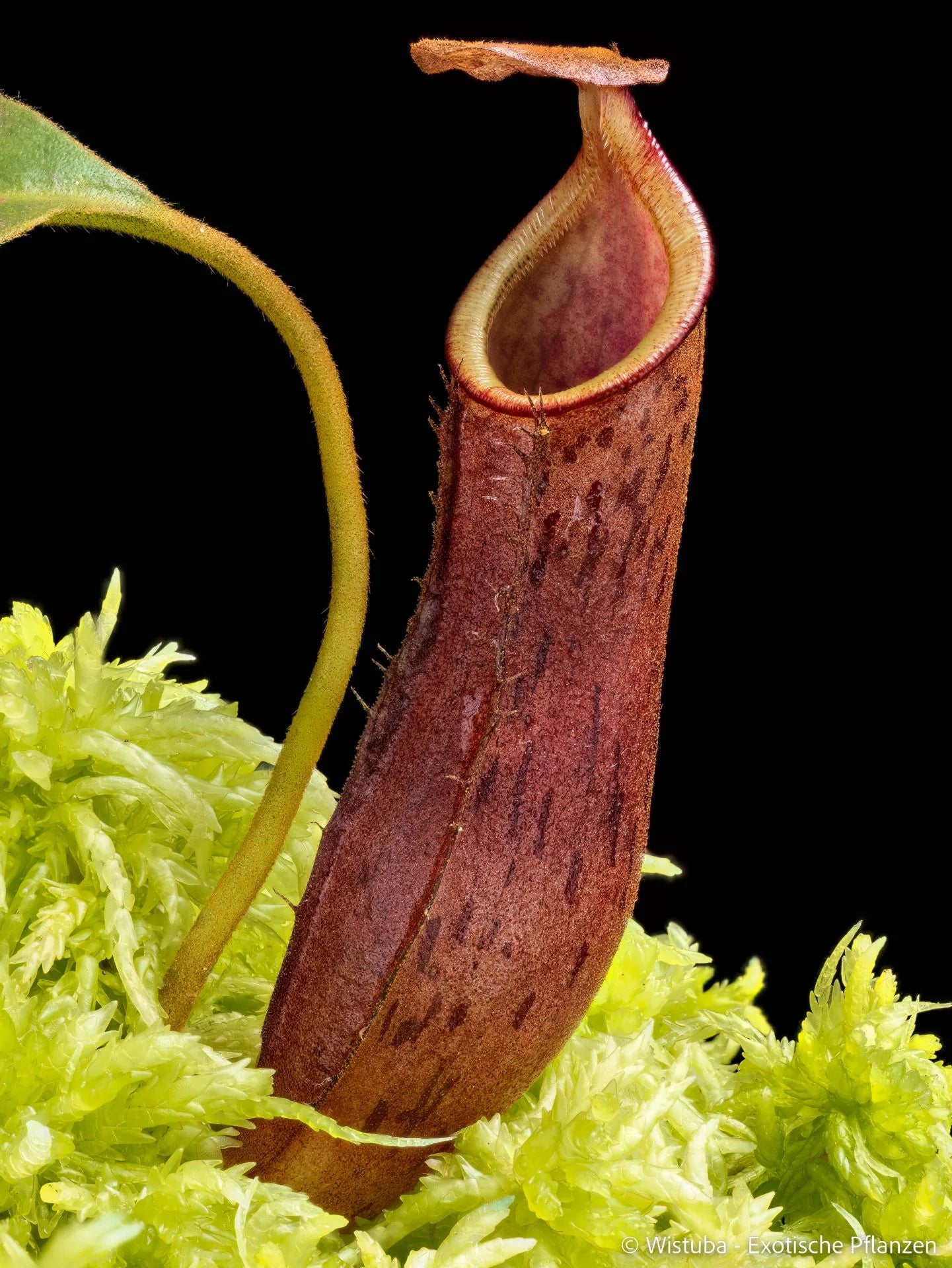 Nepenthes epiphytica x deaniana 大森食虫植物農園