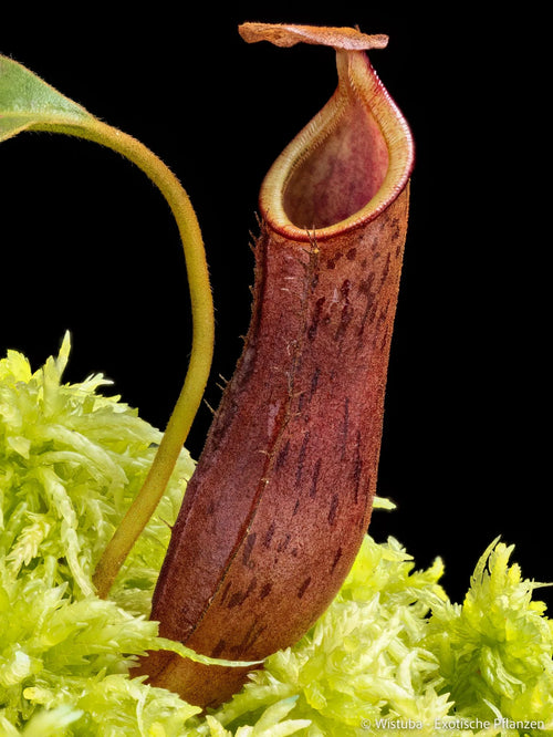 Nepenthes epiphytica x deaniana 大森食虫植物農園