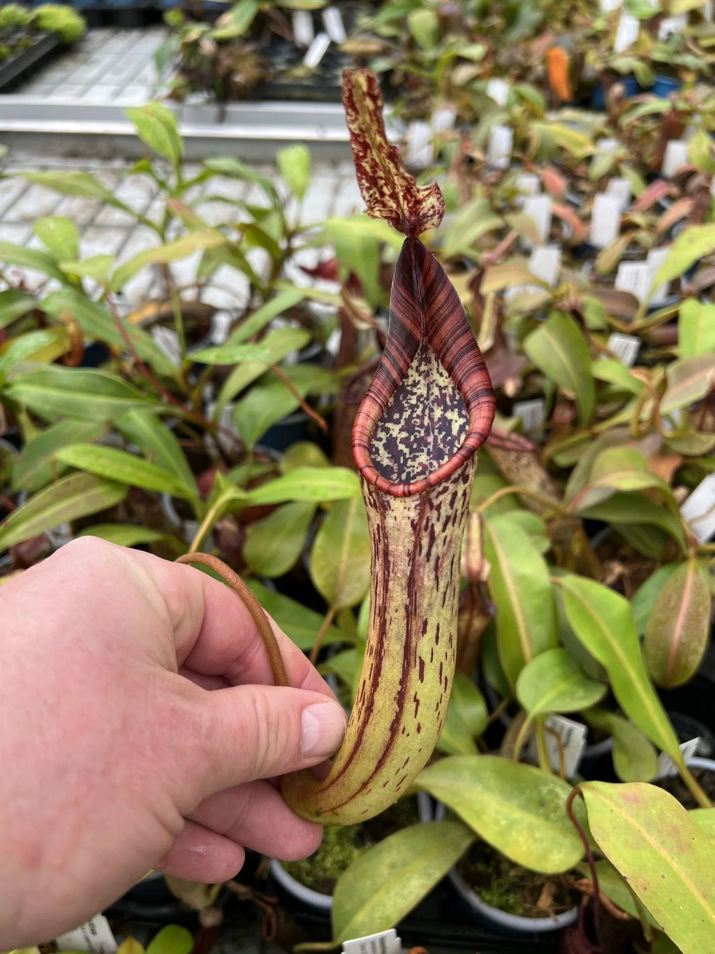 Nepenthes epiphytica x mollis 大森食虫植物農園
