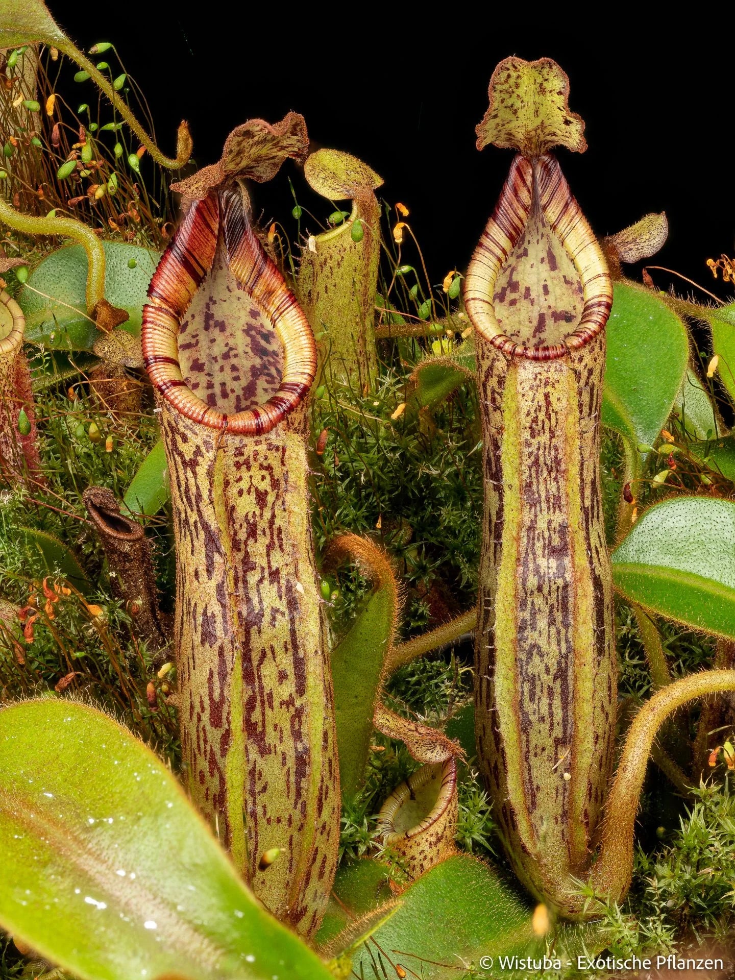 Nepenthes epiphytica x mollis 大森食虫植物農園