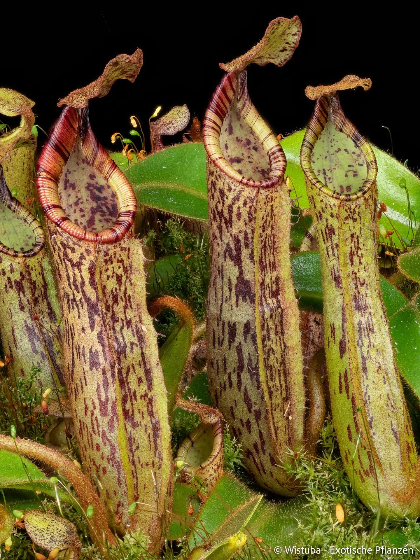 Nepenthes epiphytica x mollis 大森食虫植物農園