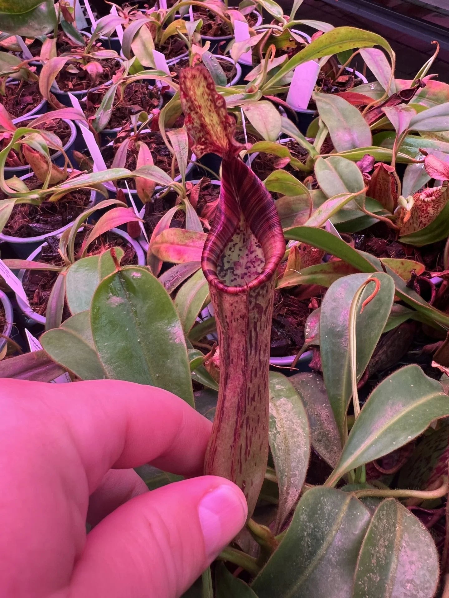 Nepenthes epiphytica x mollis 大森食虫植物農園