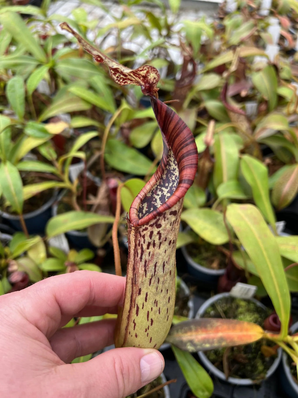 Nepenthes epiphytica x mollis 大森食虫植物農園