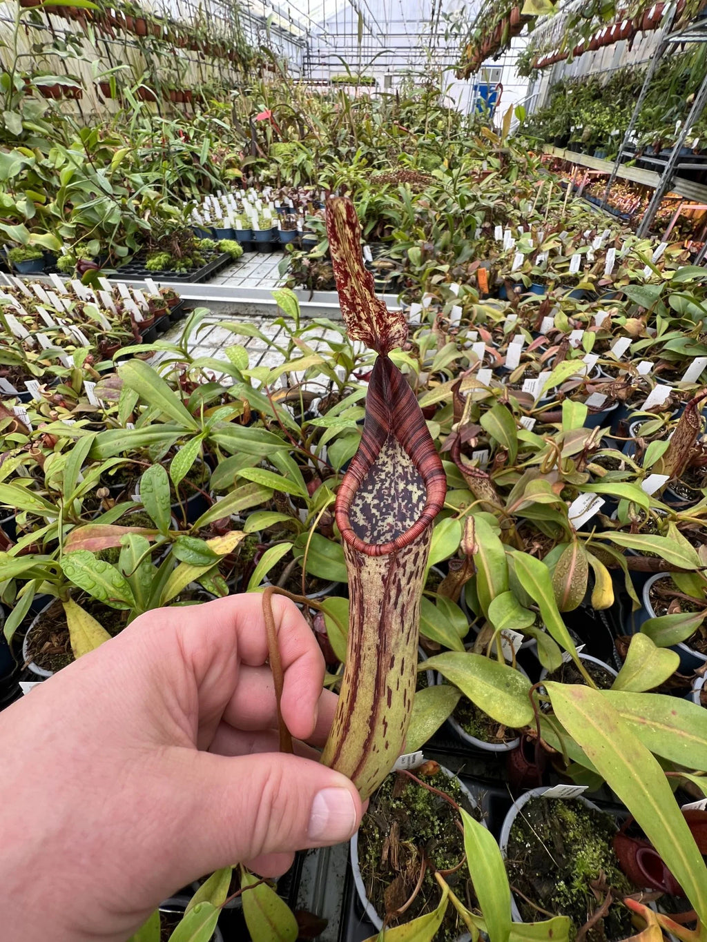 Nepenthes epiphytica x mollis 大森食虫植物農園