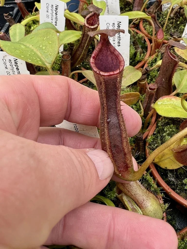 Nepenthes epiphytica x robcantleyi 大森食虫植物農園