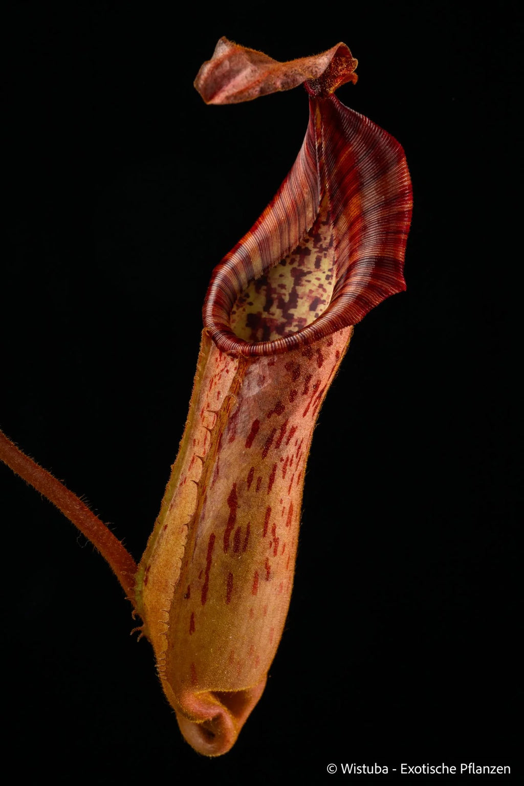 Nepenthes epiphytica x veitchii (Striped peristome) 大森食虫植物農園