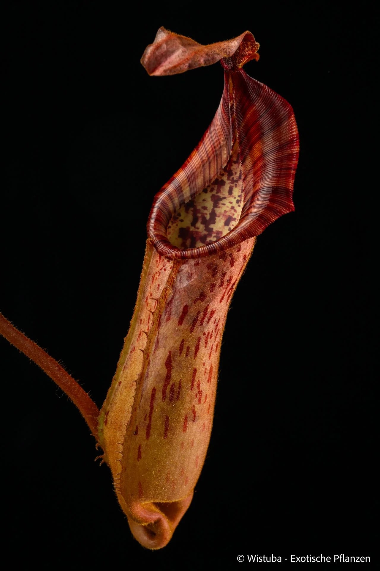 Nepenthes epiphytica x veitchii (Striped peristome) 大森食虫植物農園