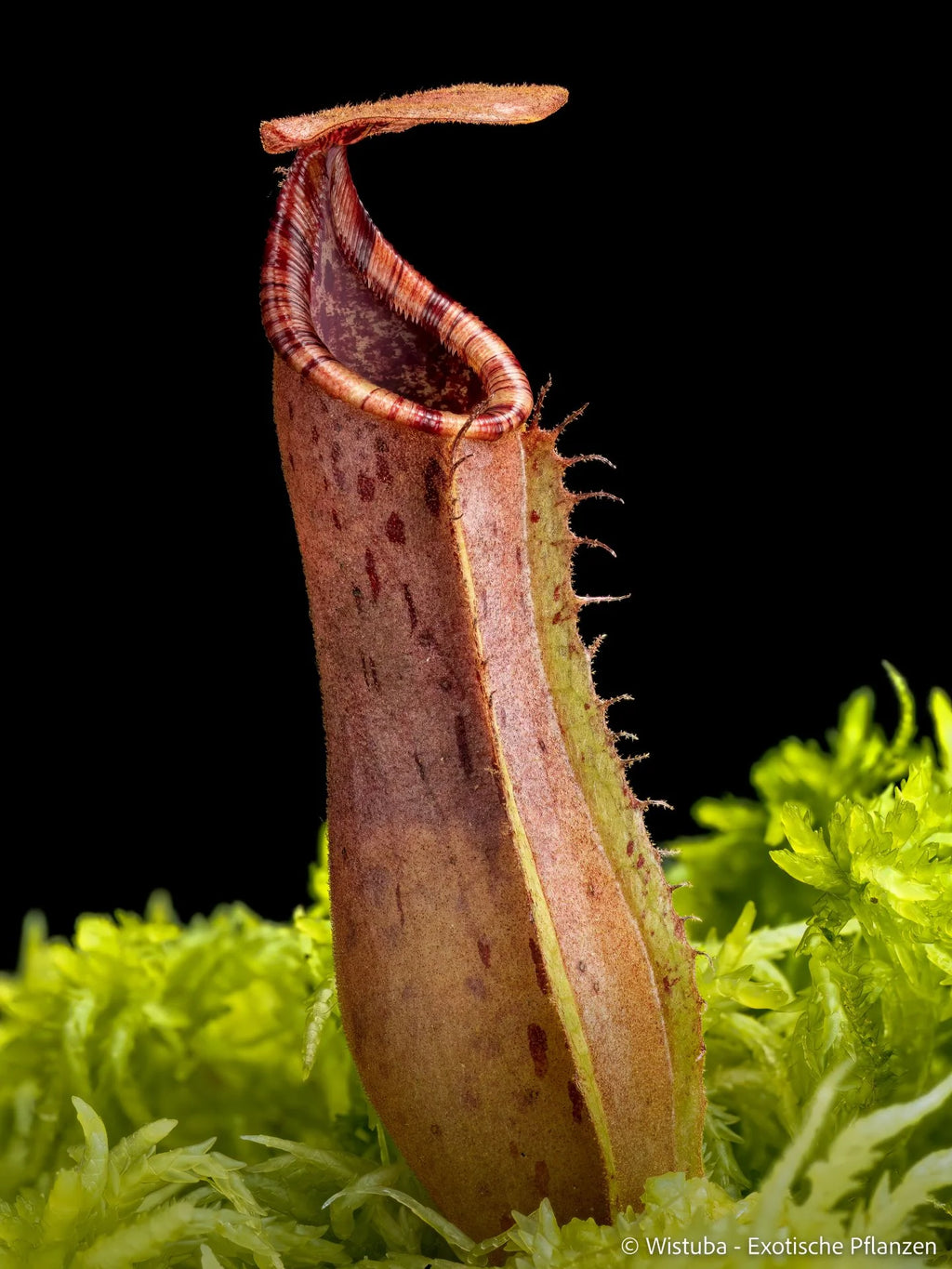 Nepenthes epiphytica x veitchii (Striped peristome) 大森食虫植物農園