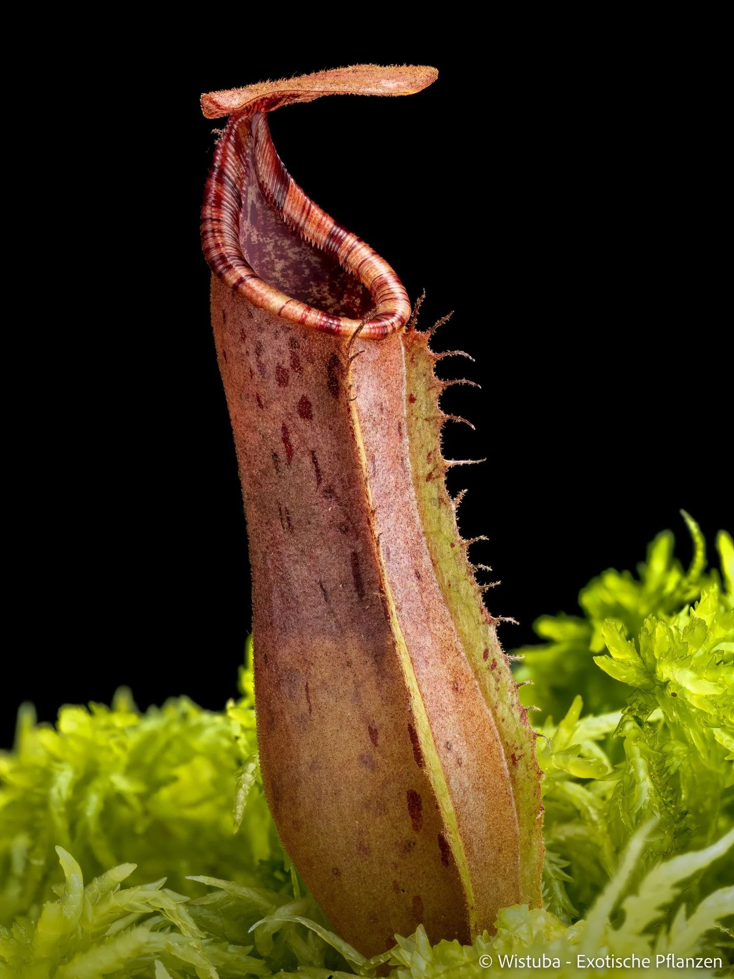 Nepenthes epiphytica x veitchii (Striped peristome) 大森食虫植物農園