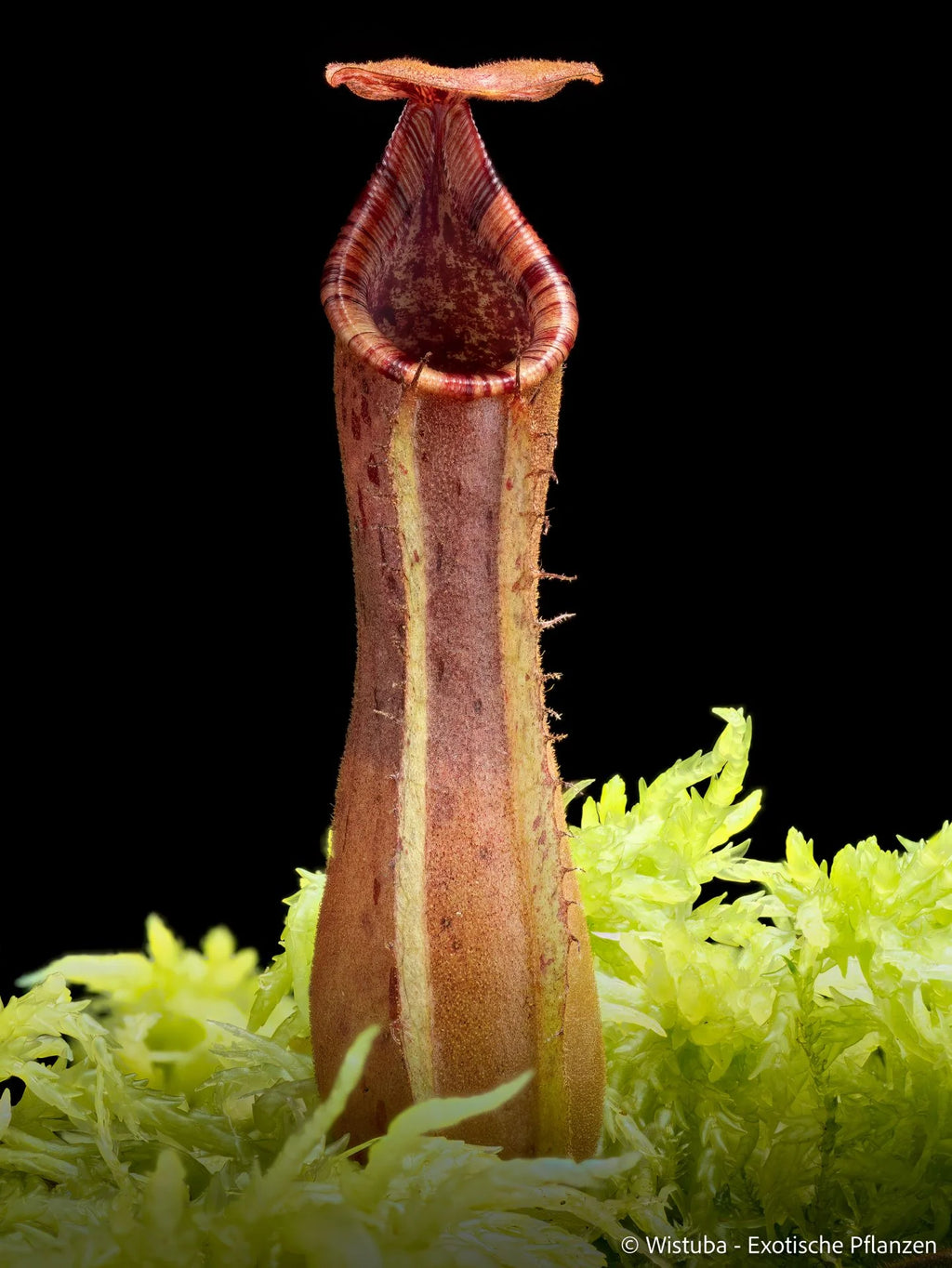 Nepenthes epiphytica x veitchii (Striped peristome) 大森食虫植物農園