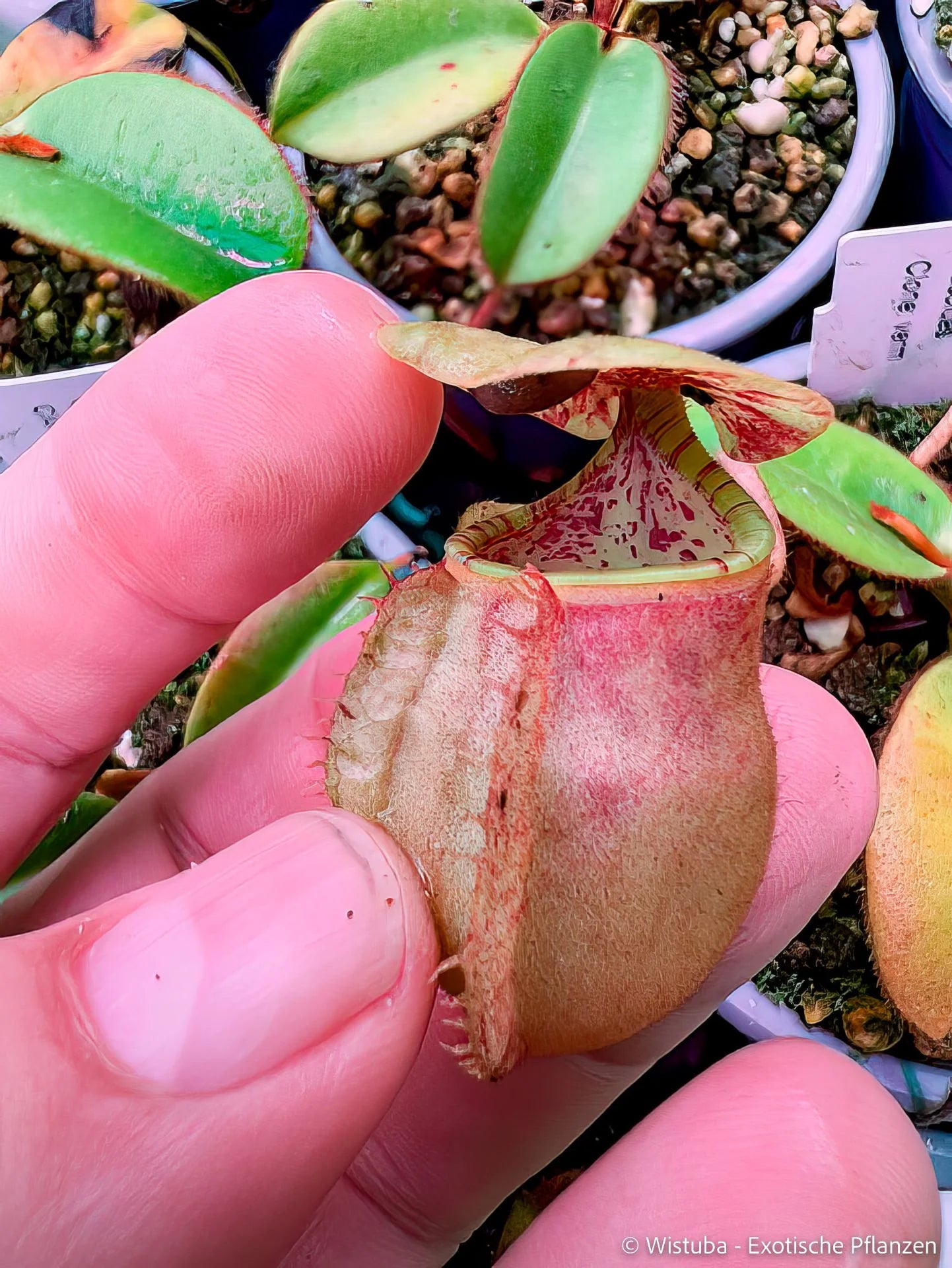 Nepenthes erucoides (Dinagat, Philippines) 大森食虫植物農園