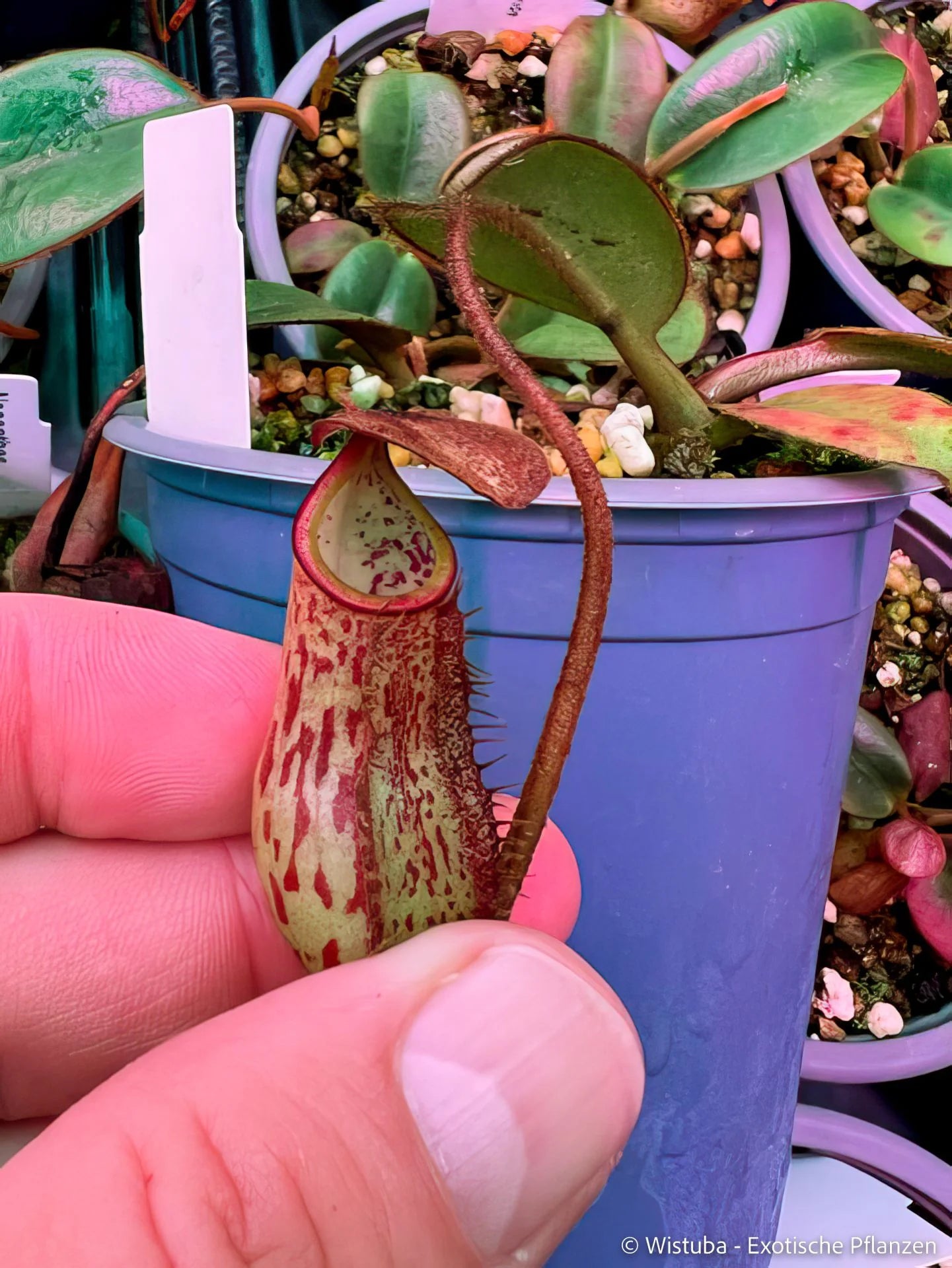 Nepenthes erucoides x mindanaoensis (Dinagat, Philippines) 大森食虫植物農園