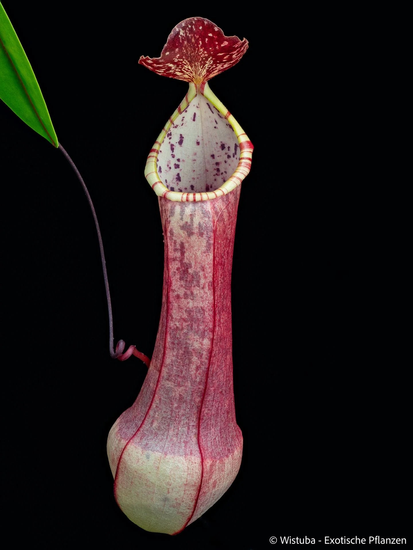 Nepenthes eustachya (K. Sembilan, Sumatra) 大森食虫植物農園