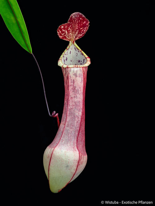 Nepenthes eustachya (K. Sembilan, Sumatra) 大森食虫植物農園